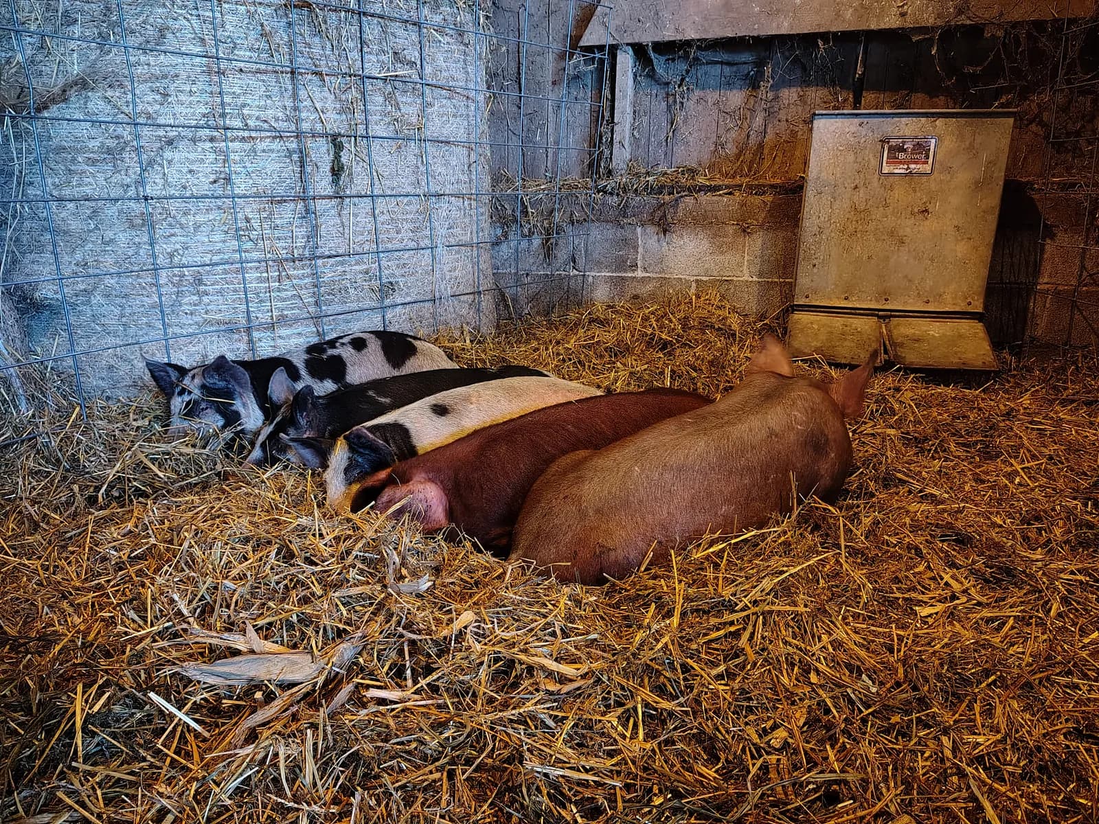 Sows resting in deep straw bedding